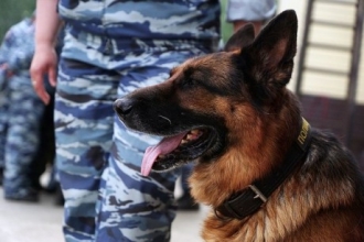 В Алтайском крае служебный пес нашел преступника