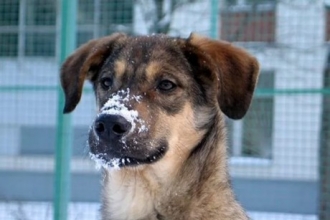 Ребенок, которого собака собака спасла от мороза, передан опекунам